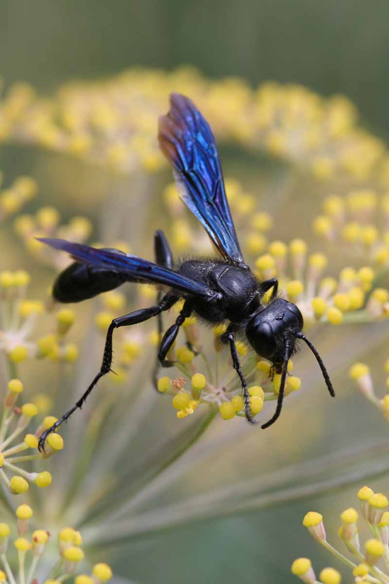 A close up vertical image of a beneficial wasp feeding from a dill flower pictured on a soft focus background.