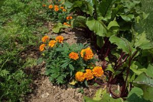 A close up horizontal image of marigolds growing as companions in the vegetable garden.