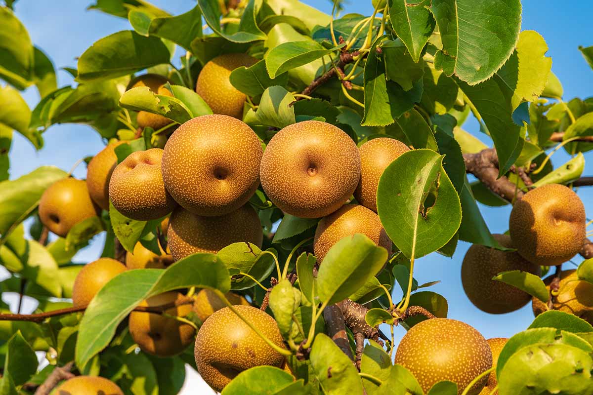 A close up horizontal image of an Asian pear tree laden with ripe fruit pictured on a blue sky background.