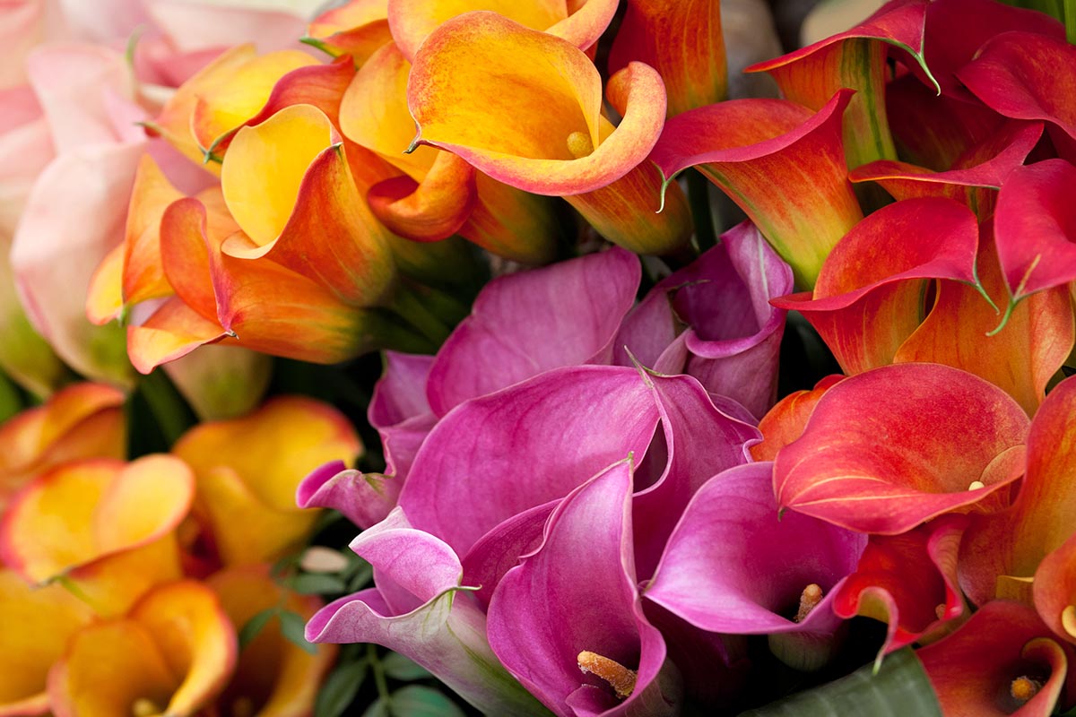 A close up horizontal image of colorful calla lilies.
