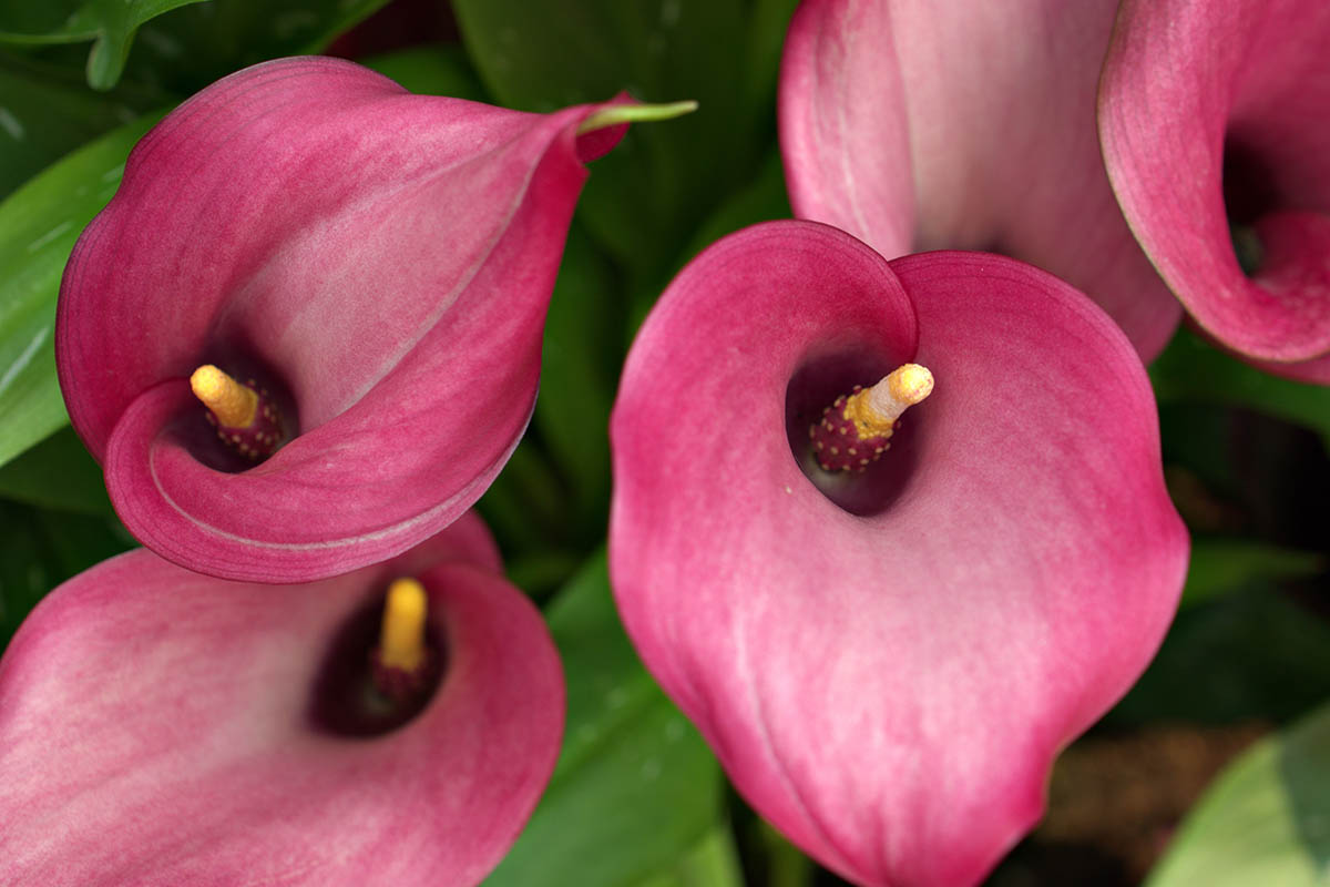 A close up horizontal image of deep pink Zantedeschia rehmannii calla lily flowers pictured on a soft focus background.
