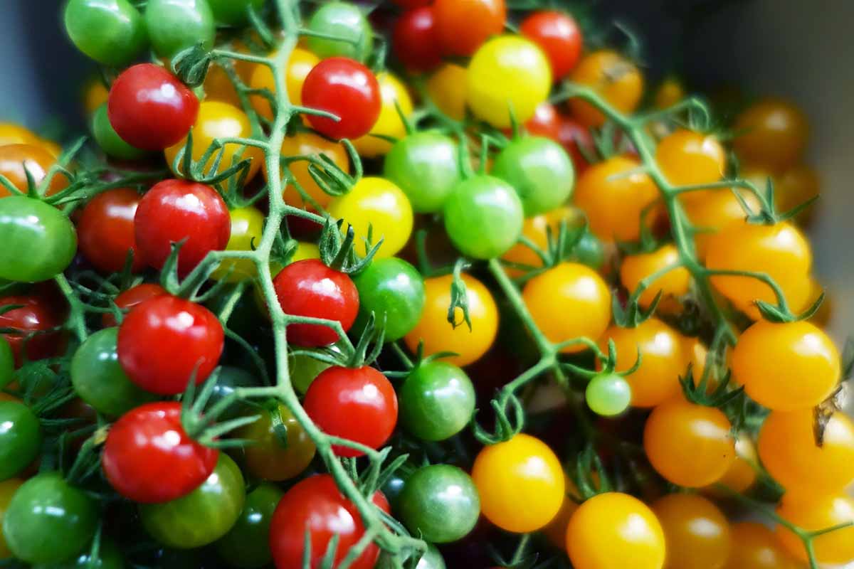 A close up of a variety of different colored cherry tomatoes, freshly harvested. There are red, green, and yellow fruits, pictured on a soft focus background.