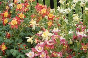 A close up horizontal image of a variety of different types of columbine flowers growing in the garden.