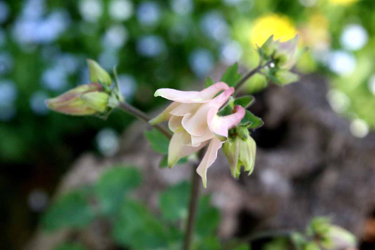 A close up horizontal image of a fragrant columbine flower pictured on a soft focus background.
