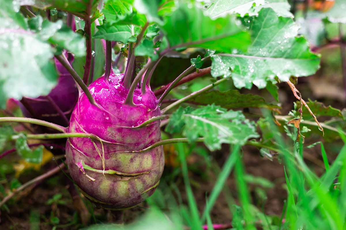A close up horizontal image of a purple kohlrabi growing in the garden with companion plants.