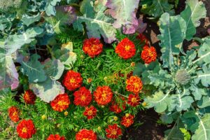 A close up horizontal image of broccoli and marigolds planted together in the garden.