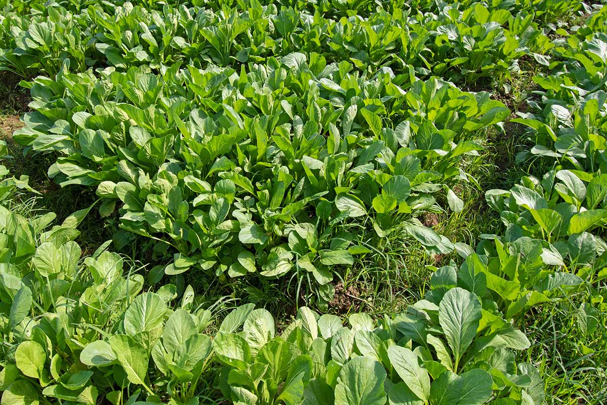 A close up horizontal image of mustard greens growing in the garden.