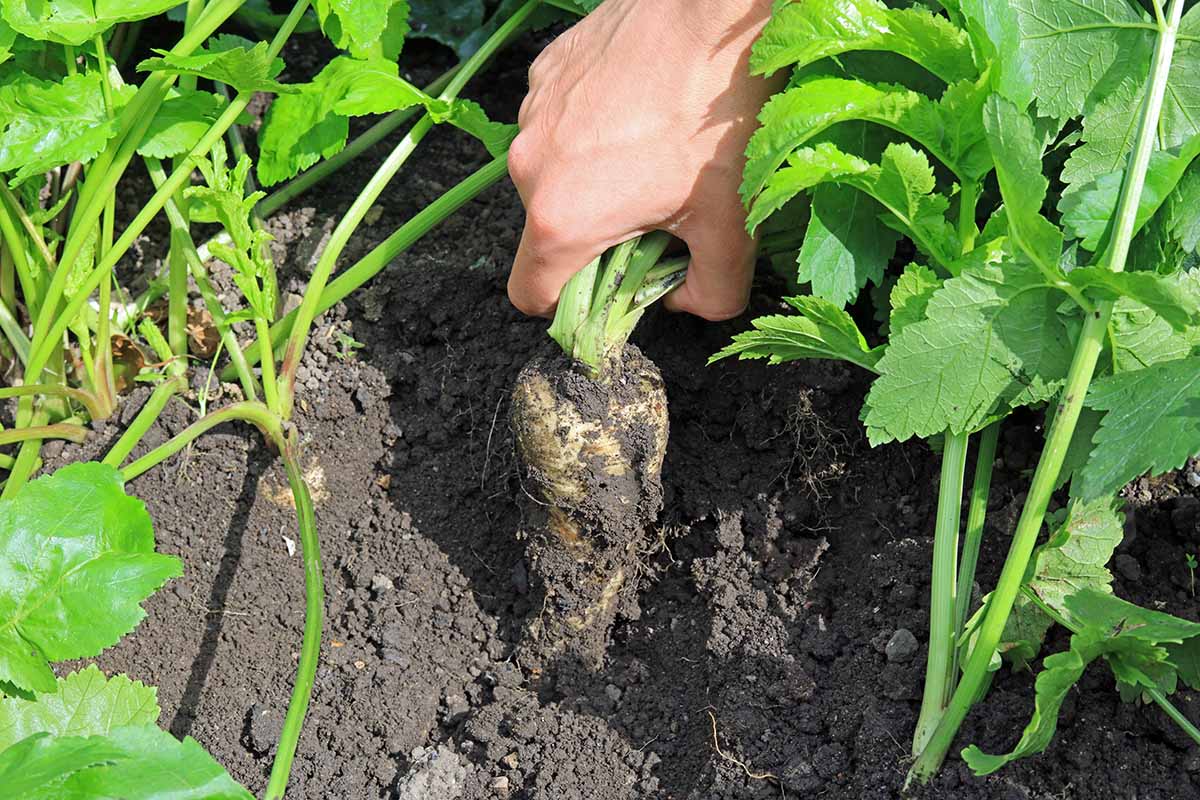 A close up horizontal image of a gardener pulling a parsnip out of the ground.