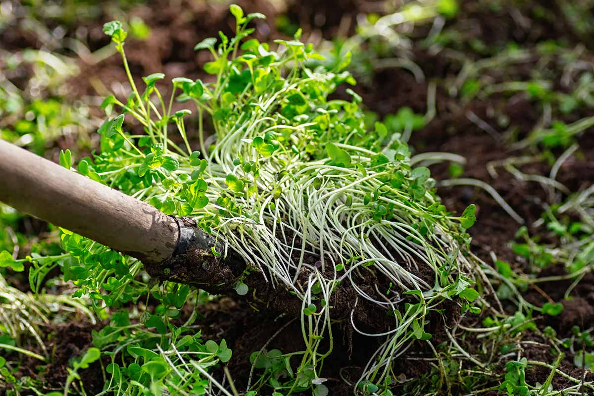 A close up horizontal image of a spade digging a green manure crop into the soil.
