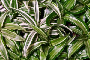 A close up horizontal image of the green and white variegated foliage of dracaena plants.