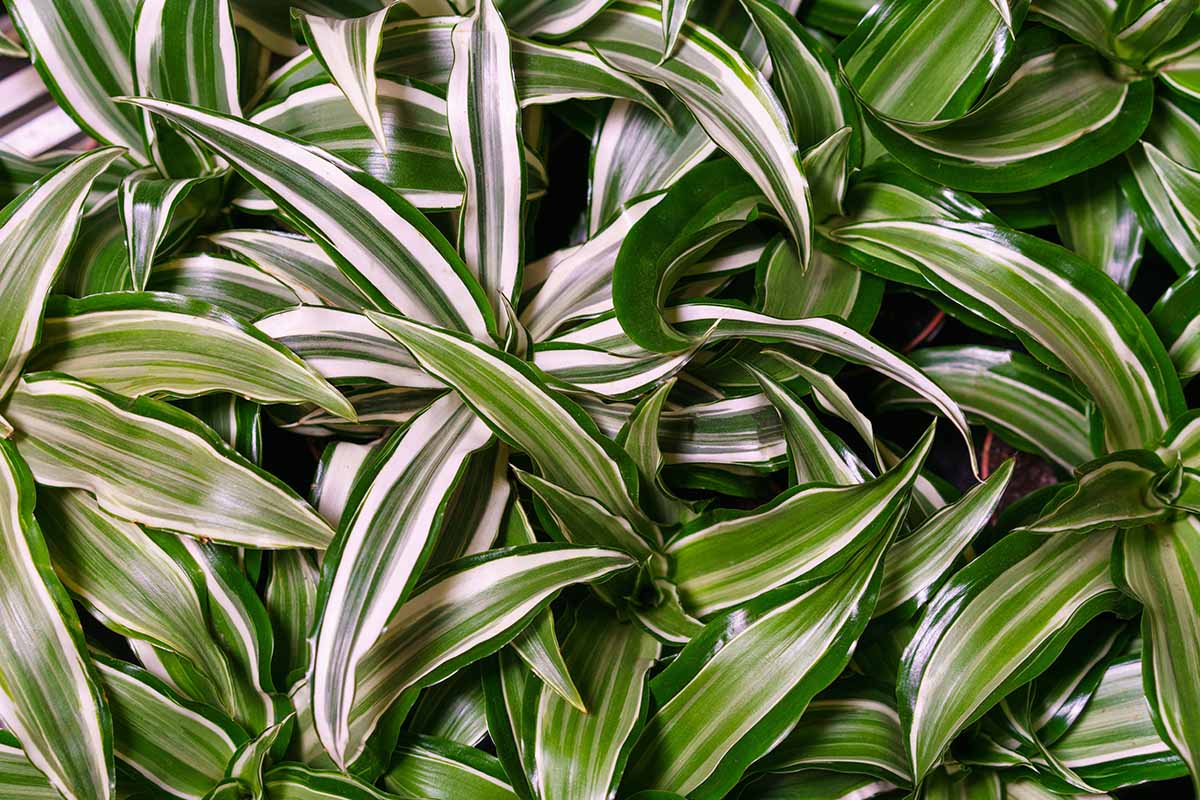 A close up horizontal image of variegated dracaena plants growing in pots.