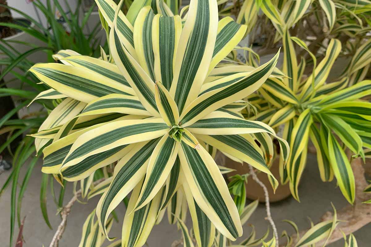 A close up horizontal image of Dracaena reflexa plants with variegated foliage growing in pots outdoors.