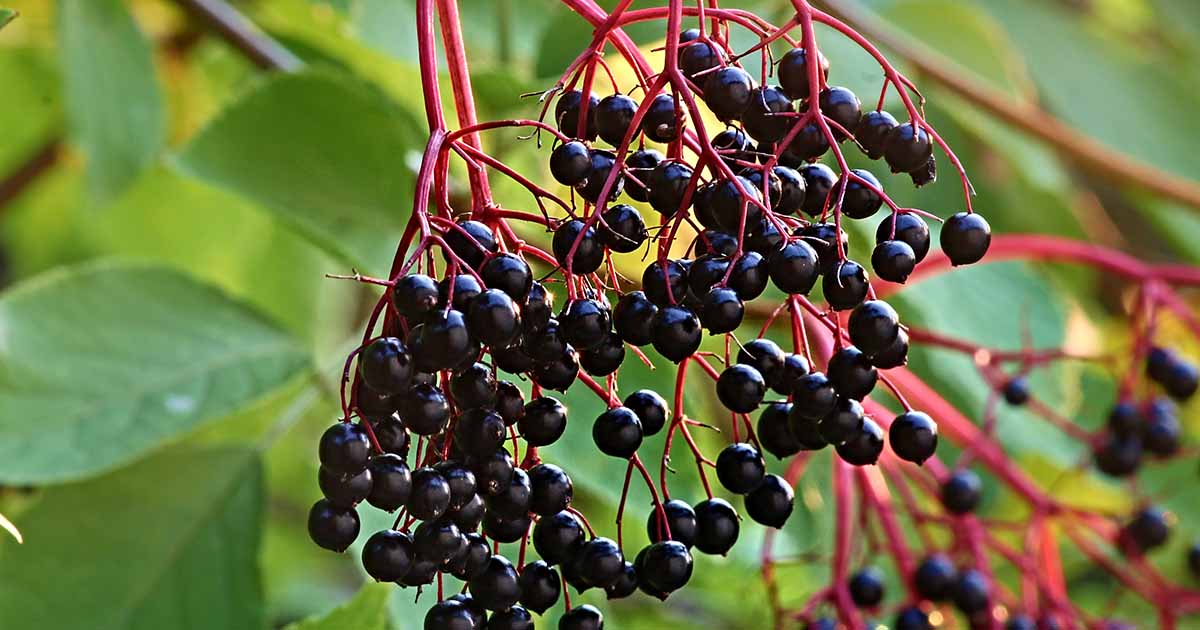 Image of Close-up of a black lace elderberry berry