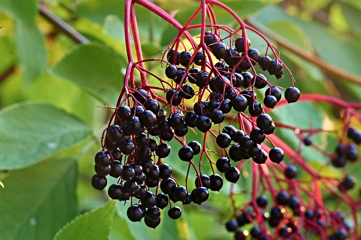 20 Top Elderberry Varieties to Grow in Your Backyard   Gardener's Path