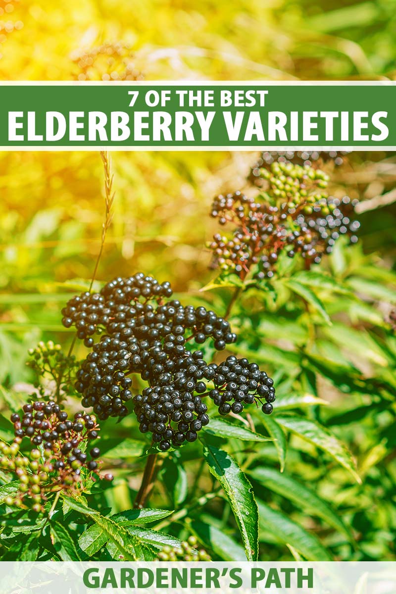 A close up vertical image of an elderberry shrub growing in the garden pictured in light sunshine. To the top and bottom of the frame is green and white printed text.