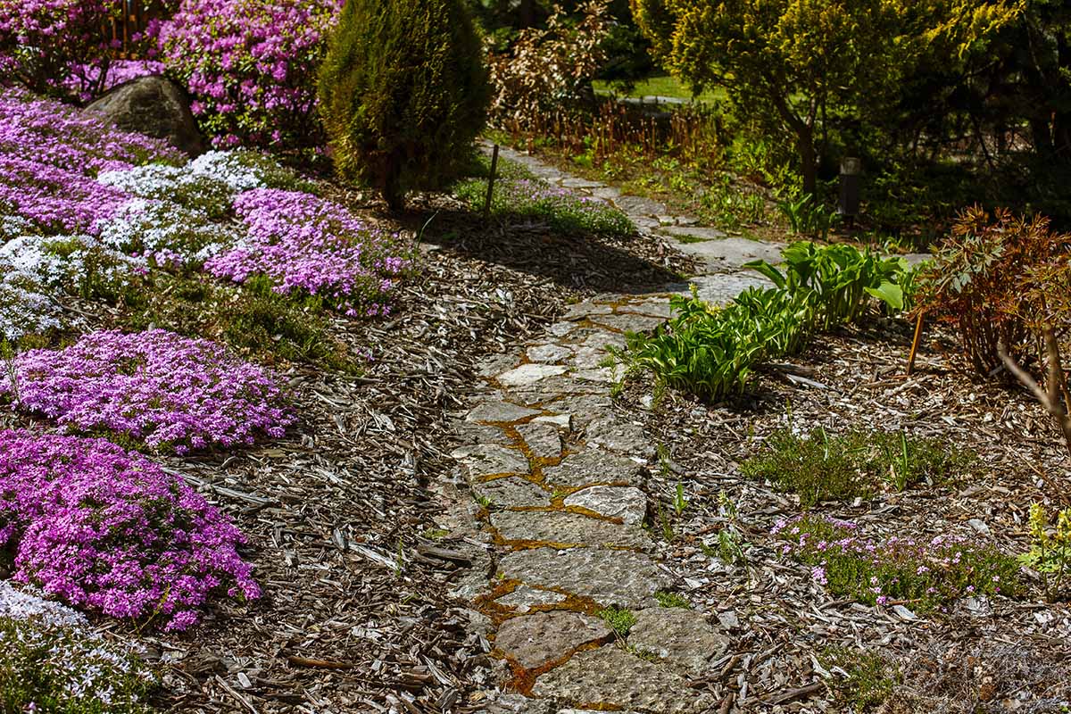 A horizontal image of a garden scene with creeping phlox and hostas planted as ground cover.