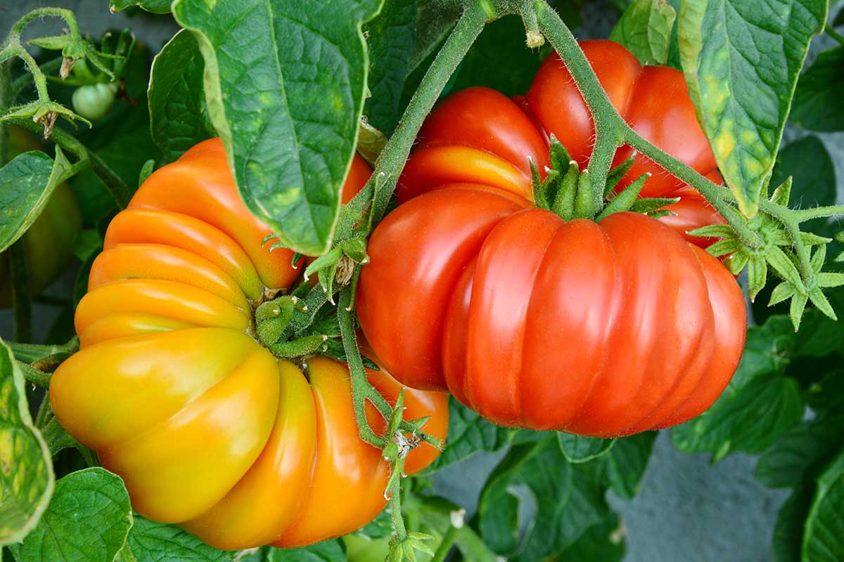 Roma VF Golden Jubilee Tomato Seeds for Garden Non GMO Gardeners Basics Heirloom Tomatoes for Planting 8 Variety Pack San Marzano Tomatillo Large Cherry Brandywine Pink Ace 55 VF Yellow Pear 