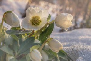 A close up horizontal image of white hellebores growing in the winter garden.