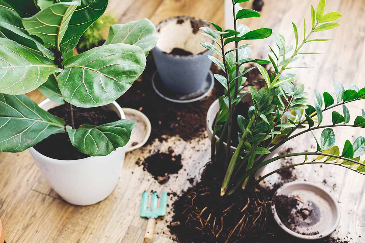 A close up horizontal image of houseplants in the process of being repotted on a wooden surface.