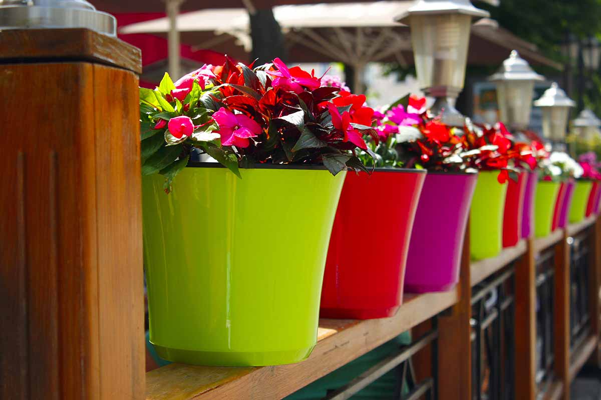 A close up horizontal image of a row of plastic pots with colorful flowers growing in them.