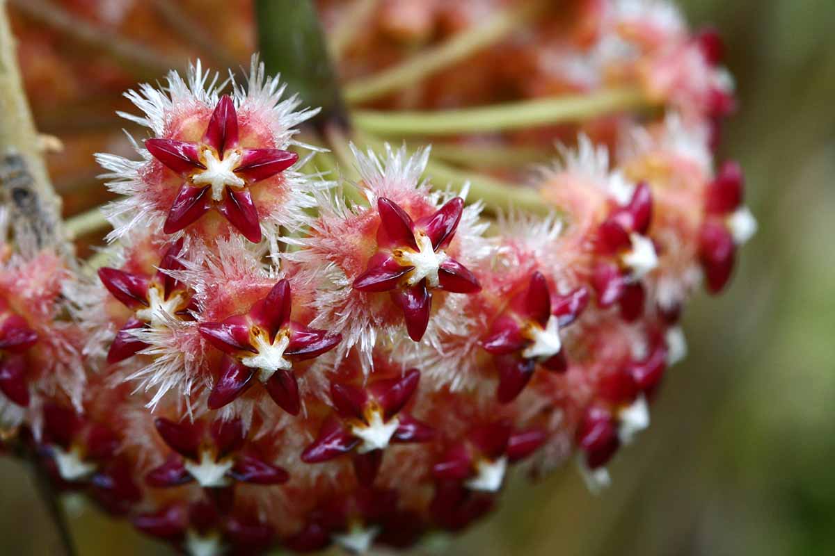 A close up horizontal image of the dramatic flowers of Hoya mindorensis pictured on a soft focus background.