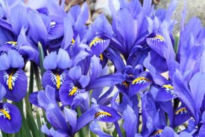 A close up horizontal image of blue iris flowers growing en mass in the garden.