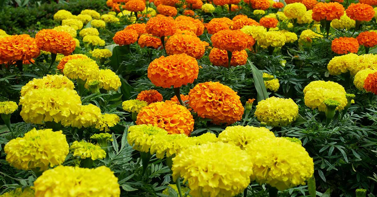 How to Grow Pot Marigold (Calendula) Flowers