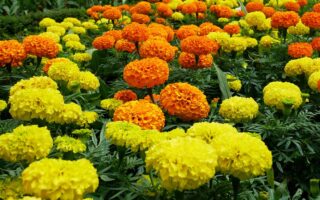 A close up horizontal image of bright orange and yellow marigold flowers growing en masse in the garden.