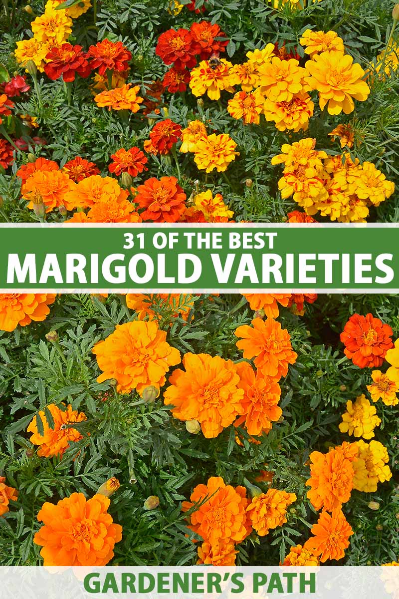 Golden Marigolds  Annual Flowers  Shades of Pretty Golden Orange   50 Seeds