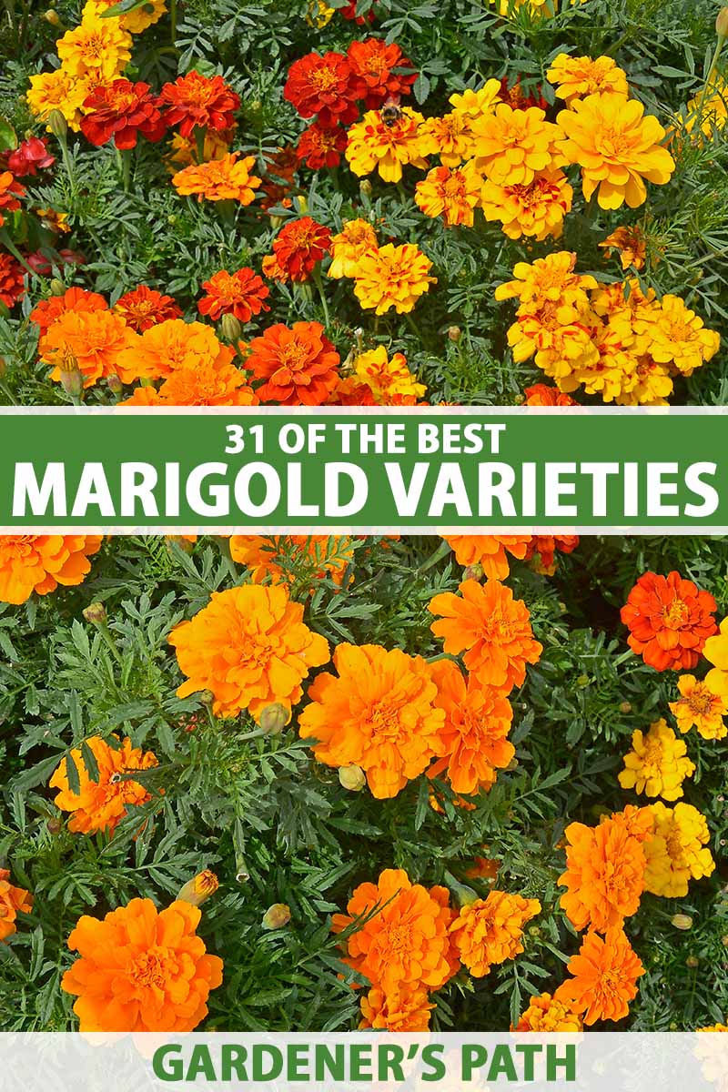 31 Of The Best Types Of Marigolds Gardener s Path