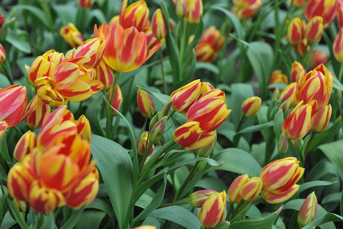 A close up horizontal image of red and yellow multiheaded tulip flowers growing in the garden with foliage in soft focus in the background.