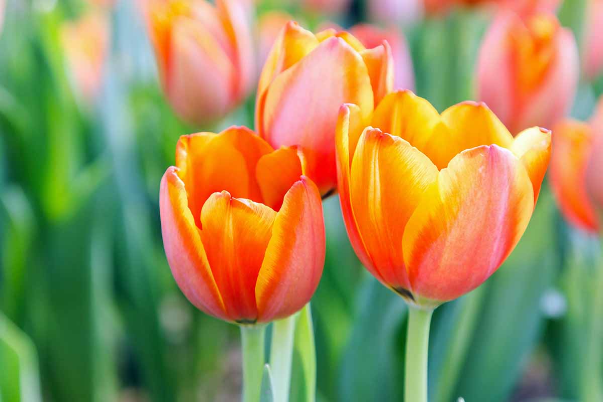 A close up horizontal image of bright orange and yellow bicolored tulips growing in the garden pictured on a soft focus background.