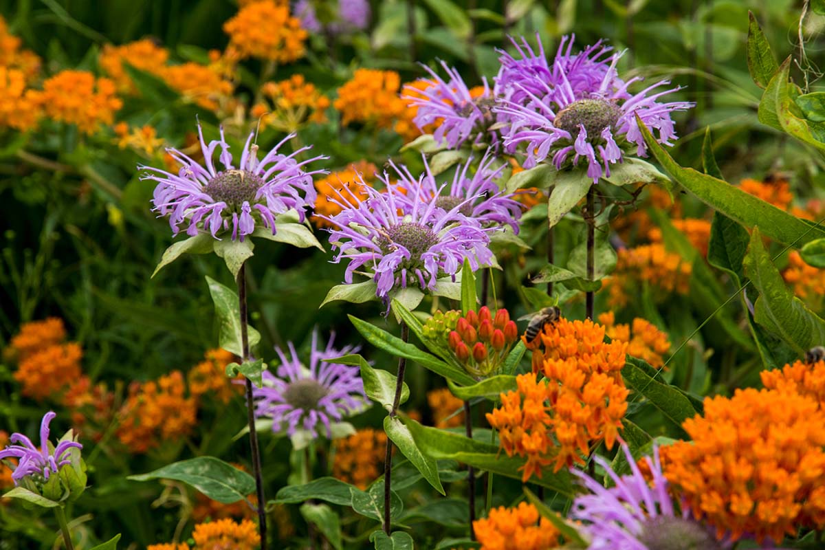 A close up horizontal image of native wildflowers growing in the garden.