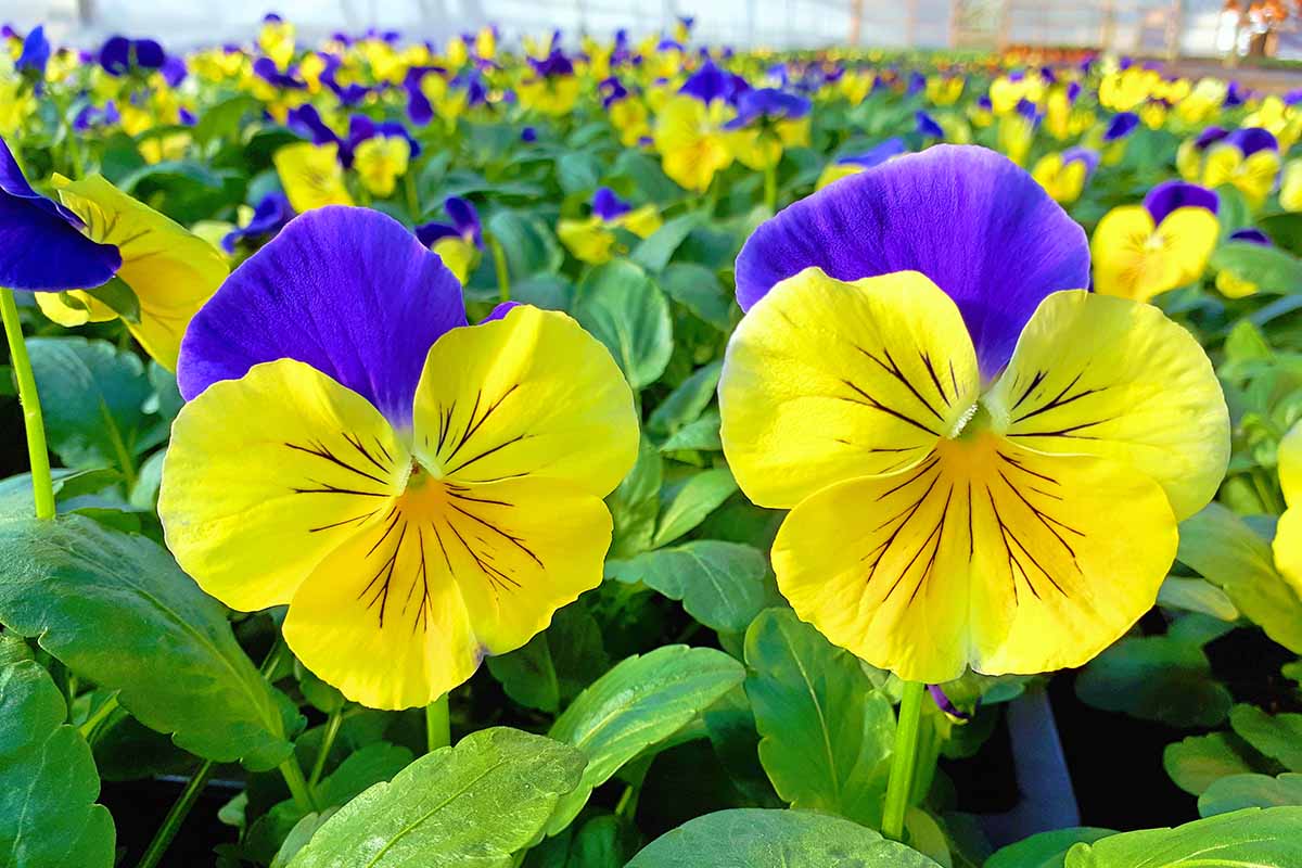 A close up horizontal image of blue and yellow whiskered pansies growing in a mass planting.
