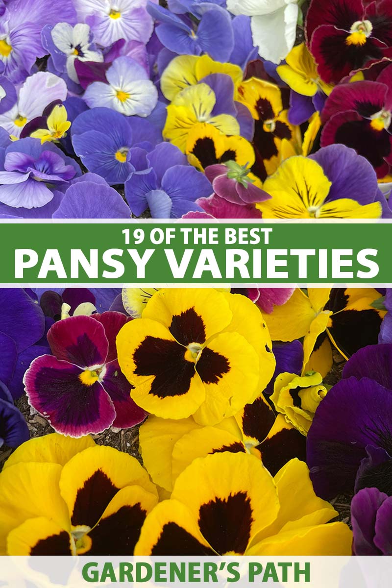 19 of the best pansy varieties to grow at home | gardener's path