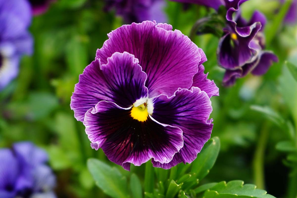 A close up horizontal image of a purple ruffled pansy growing in the garden pictured on a soft focus background.
