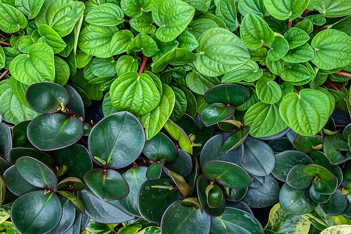 A close up horizontal image of different types of peperomia plants growing in pots.