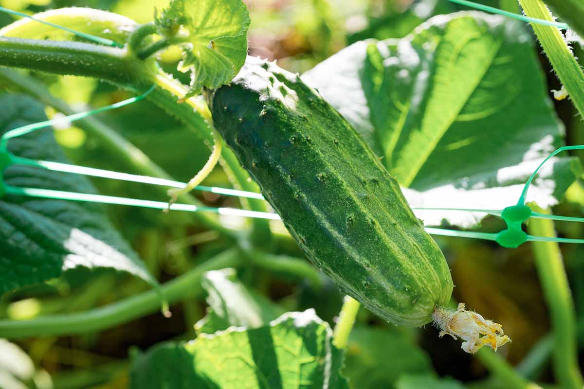 A close up horizontal image of pickling cucumbers growing in the garden.