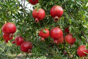 A close up horizontal image of ripe pomegranates growing in the garden.