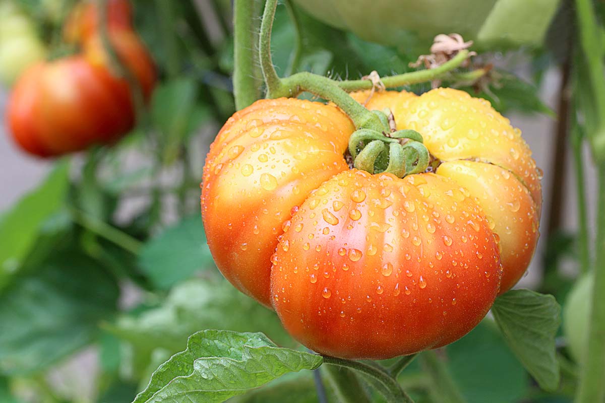 A close up horizontal image of beefsteak tomatoes growing in the garden.