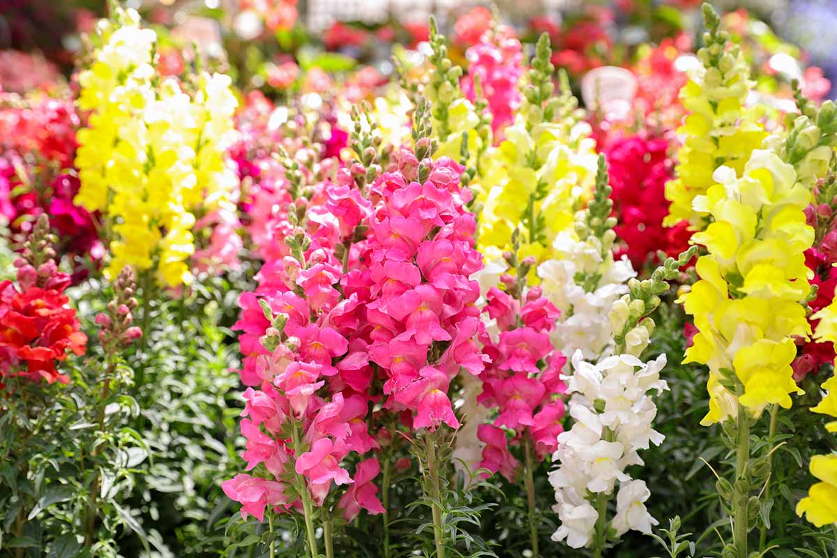A close up horizontal image of brightly-colored snapdragon (Antirrhinum majus) flowers pictured in bright sunshine.