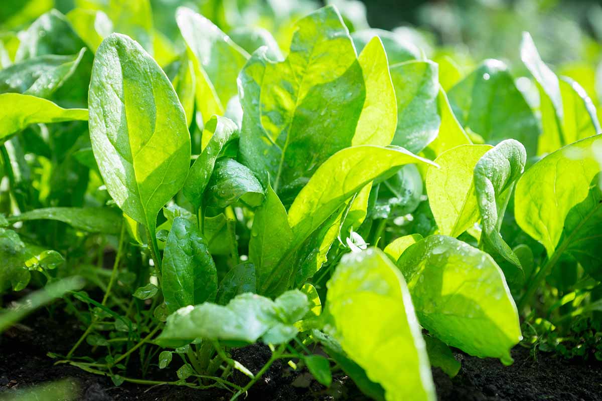 A close up horizontal image of rows of spinach growing in the garden pictured in light sunshine with droplets of water on the leaves.