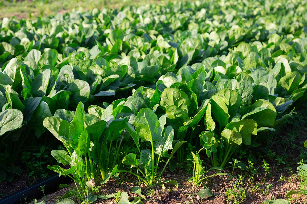 A horizontal image of rows of spinach growing in the garden pictured in bright sunshine.