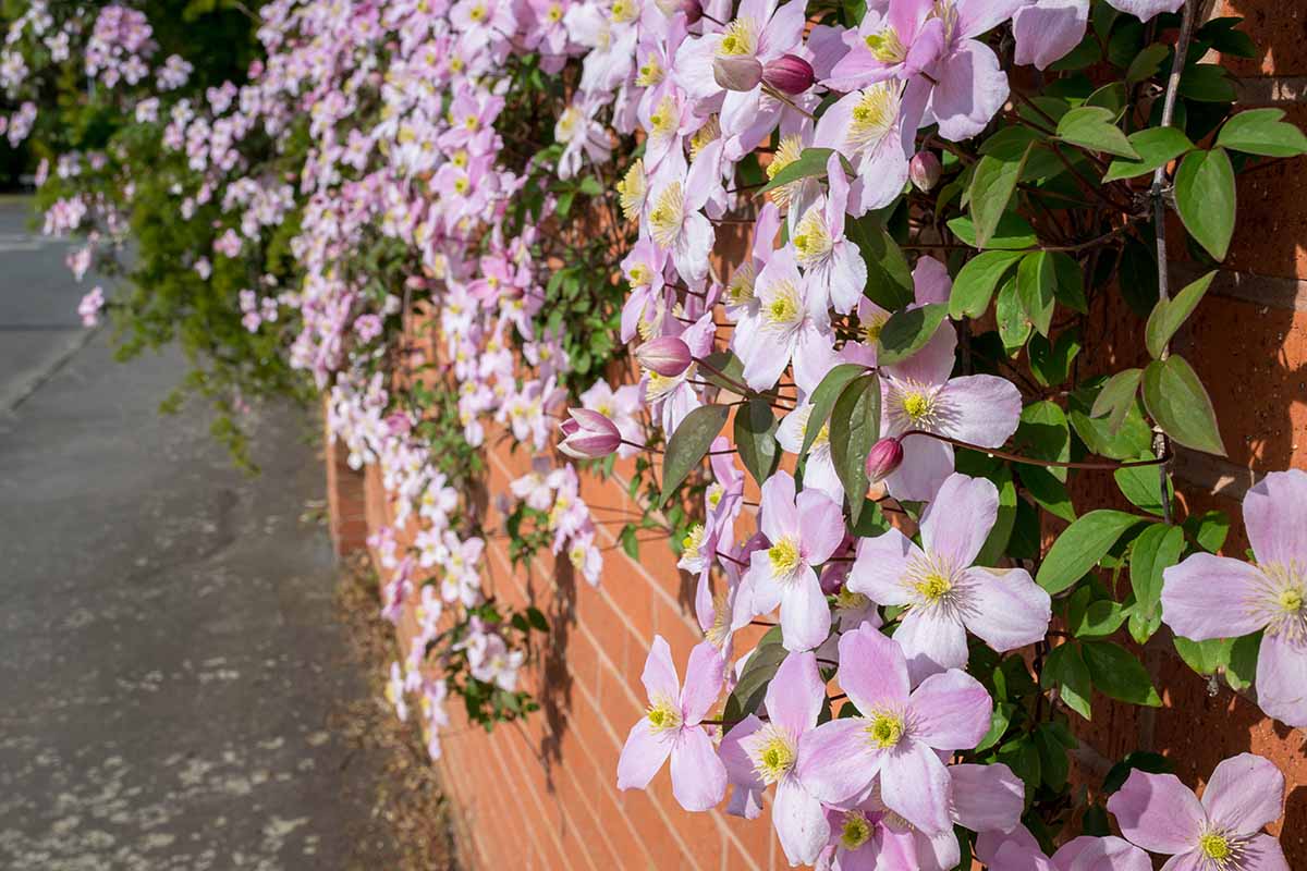 A close up horizontal image of pink spring-flowering clematis spilling over a brick wall.