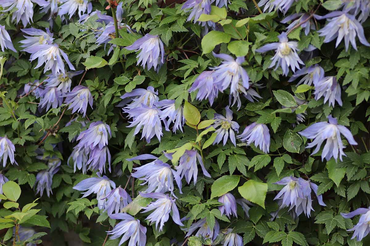 A close up horizontal image of the light blue flowers of 'Maidwell Hall' clematis growing in the garden.