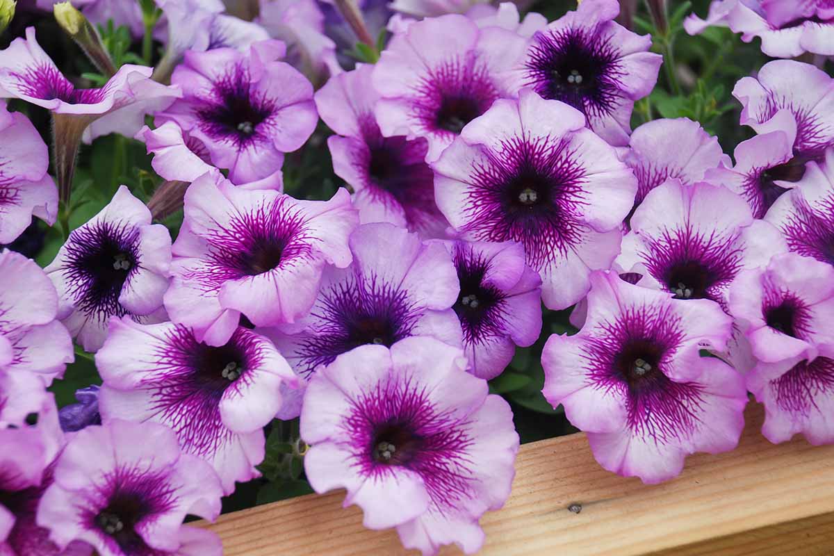 A close up horizontal image of light and dark purple petunias growing in a wooden planter.