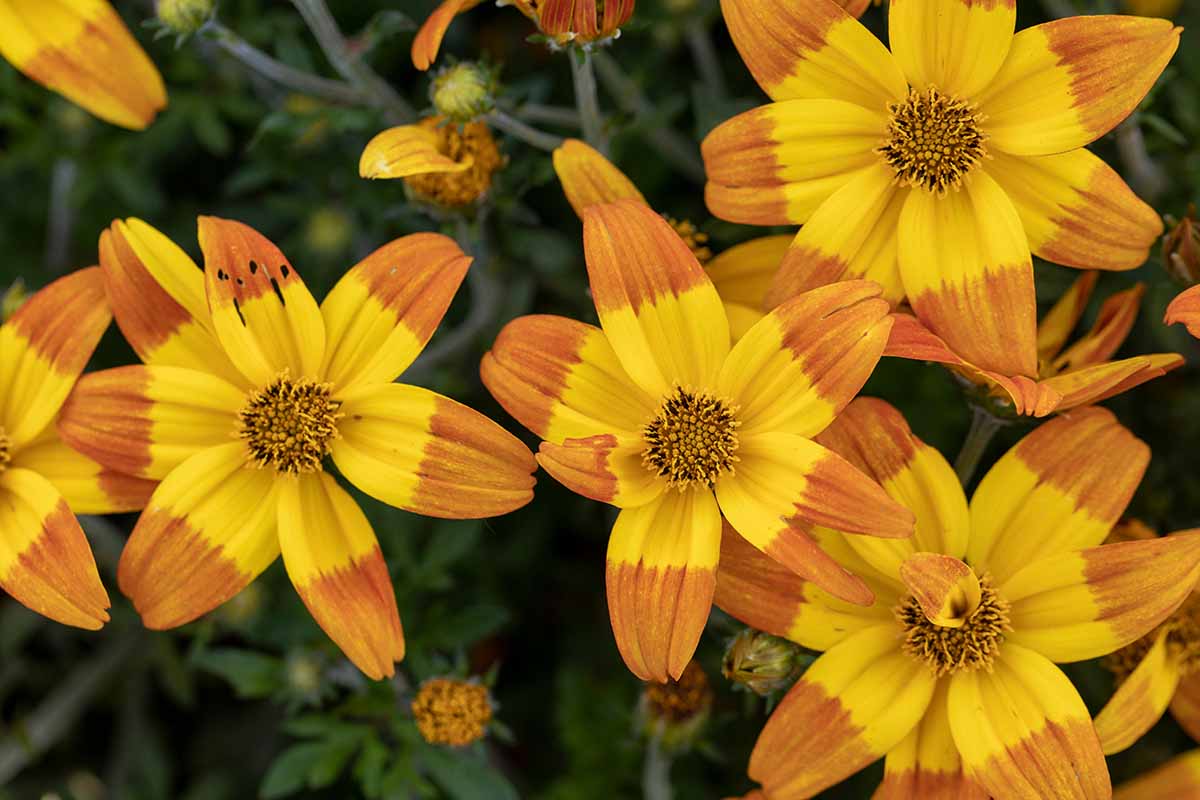 A close up horizontal image of bicolored signet marigolds pictured on a soft focus background.