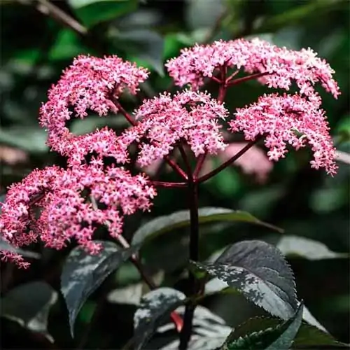 A close up square image of the bright pink flowers of Black Beauty elderberry shrub pictured on a soft focus background.