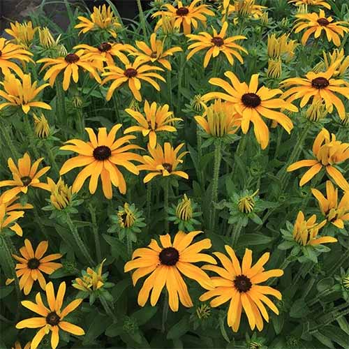 A square image of 'Glitters Like Gold' black-eyed Susan flowers growing in the garden.