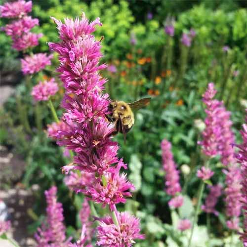 A square image of blazing star growing in a sunny garden.